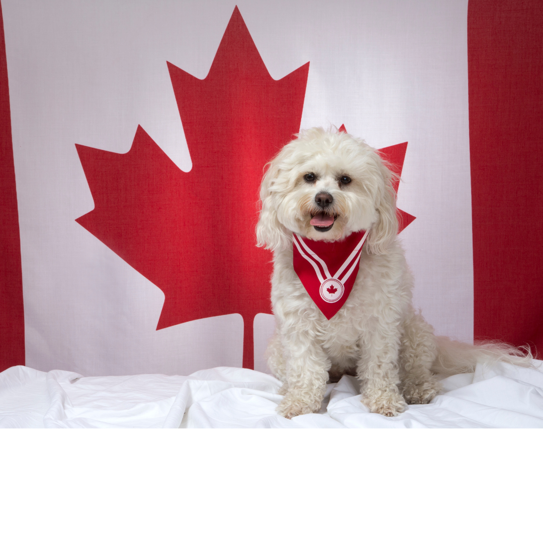 Picture for category Canadian Made Dog Food